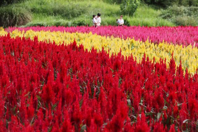 秋風に揺れるニワトリの「とさか」、80万本のケイトウの彩り