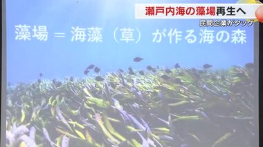 藻場を再生し瀬戸内海の生態系を守ろう…ちゅうぎんＦＧなどが参画の「瀬戸内渚フォーラム」が始動【岡山】