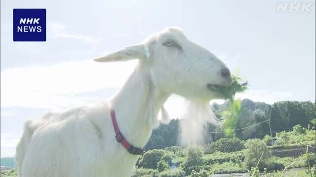 岐阜 可児 ヤギに河川敷の雑草を食べてもらい除草