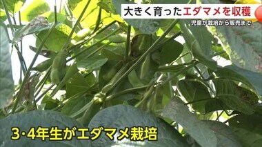 「エダマメ」栽培から販売まで全て児童の手で　27日の販売前に収穫や選別などに挑戦　秋田・湯沢市