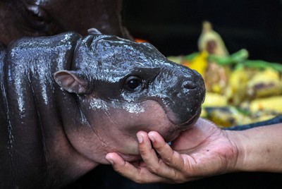 むちむち「豚肉団子」ちゃんが世界的人気　タイ動物園のコビトカバ