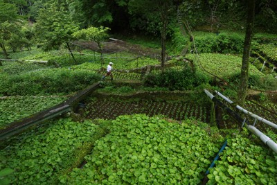 気候変動で変わるわさび栽培　静岡・伊豆