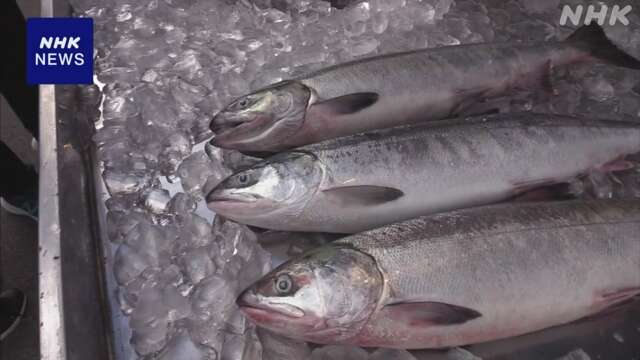 北海道 羅臼町 サケなど地元の味覚を楽しむ催し