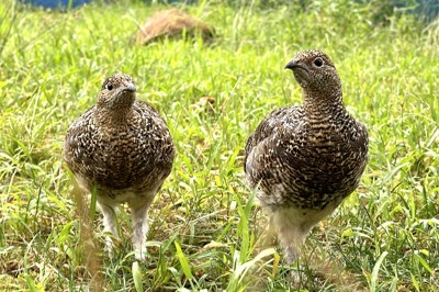 那須どうぶつ王国で繁殖のライチョウ、野生復帰　長野・駒ケ岳で放鳥