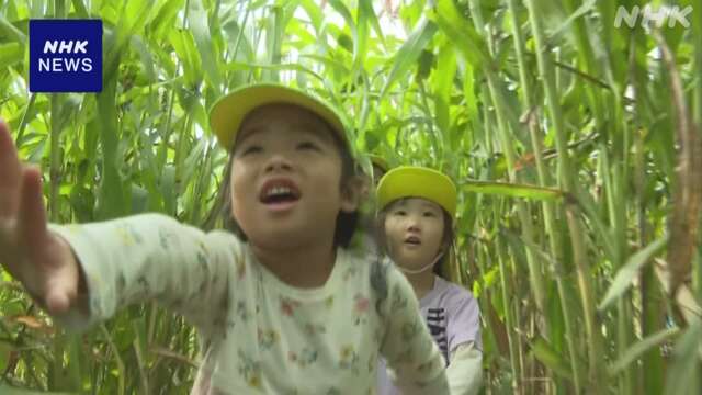 小学生が「ソルガム」育て 大きな迷路作り園児招待 長野 上田