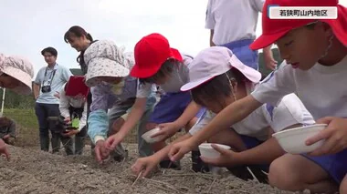 大きなカブにな～れ！　若狭町の児童が伝統野菜「山内かぶら」の種まき　11月に収穫も体験【福井】