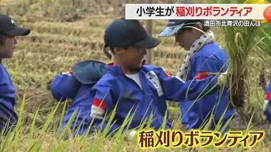 【山形】手作業の稲刈りに悪戦苦闘　総合学習で災害について学び小学生が自主的に“稲刈りボランティア”