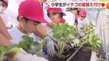 小学生が苗の植え付けに挑戦　上級生が下級生に手ほどき　「みんなが食べられるようなイチゴを…」