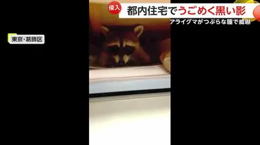 「なんでここに？」家の中でアライグマに“遭遇”　つぶらな瞳で威嚇「触りたかったけど…」　東京・葛飾区