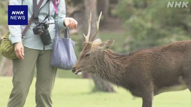 奈良 “シカの角でけが”倍増「警報」などで注意呼びかけへ