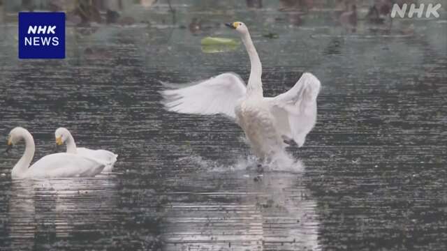 山形 鶴岡「冬の使者」白鳥が飛来