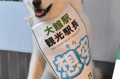 秋田犬「想空」、4代目観光駅長に　おもてなし業務　秋田・大館駅