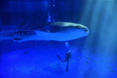 シンボル復活へ　被災したのとじま水族館、ジンベエザメ展示再開