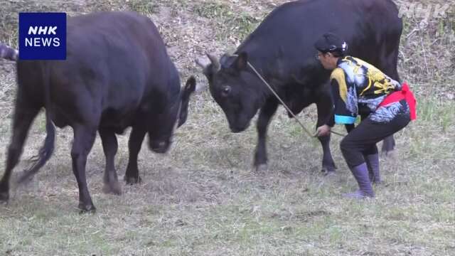 伝統行事「牛突き」ことし最後の本場所の大会 島根 隠岐の島町