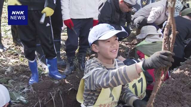 山口 秋吉台 “ドリーネ”を生かして栽培 ゴボウ収穫イベント