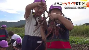 「焼き芋にして食べたいな！」園児がサツマイモ堀りに熱中　自分たちで植えた苗で“収穫の喜び”体験【福井】