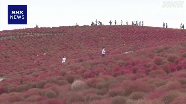 紅葉したコキアの鑑賞会 早朝の国営ひたち海浜公園で 茨城