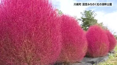 ７０００株のコキアの紅葉 鮮やかに  国営みちのく杜の湖畔公園〈宮城・川崎町〉