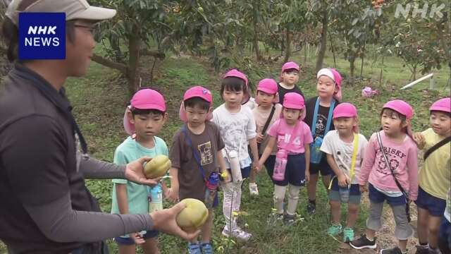 和歌山 紀の川 園児が柿畑を見学 さまざまな柿を食べ比べ