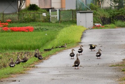 シラサギ先生がカルガモの児童を引率?　農道で見かけた風景　大津