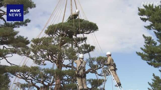 冬に備え雪の重みから枝を守る「雪吊り」作業 青森 弘前の庭園