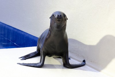 鳥羽水族館、オタリア赤ちゃん命名　理由は「むぎゅっとしたい」