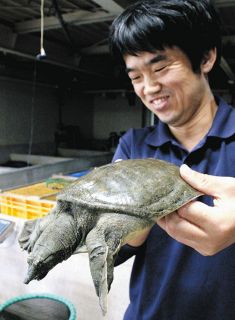 ＜食卓ものがたり＞見た目裏切る繊細な味　スッポン（浜松市）