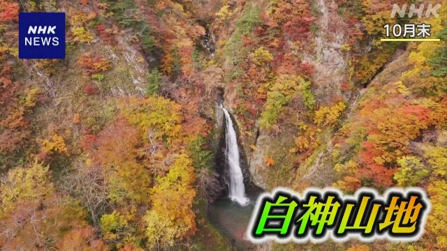 【ドローン撮影】青森 世界自然遺産 白神山地の紅葉