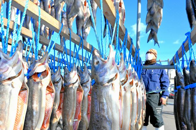 サケのうまみギュッと　「寒風干し」始まる　北海道別海町