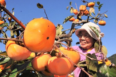 甘くてシャキシャキ　「次郎柿」が収穫期　収量は例年より半減　宮崎