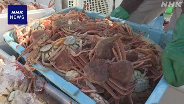 日本海の冬の味覚 ズワイガニ初競り 最高値は13万円 兵庫 豊岡