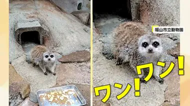 【なぜ】ミーアキャットなのに「ワン！ワン！」　10年飼育の飼育員を“威嚇”に「ショック…」　広島・福山市立動物園