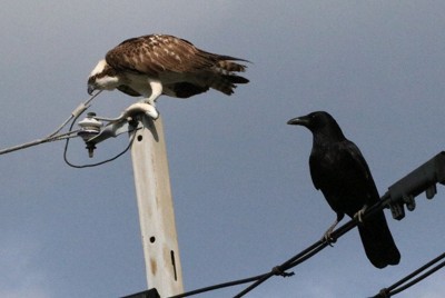 カラスとミサゴ、天敵のはずが並んでる？　長崎・佐世保