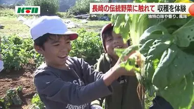 3種類の「ながさき伝統野菜」小学生が収穫　種まきから草むしりも「食育」で未来へ残す【長崎市】