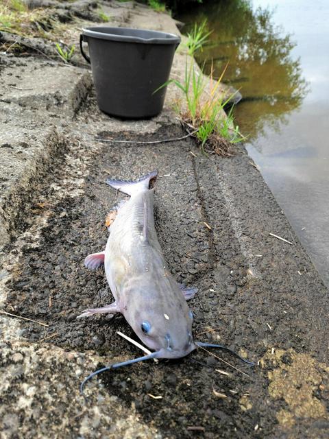 アメリカナマズ、北海道で初確認も定着せず？サケやワカサギに影響も