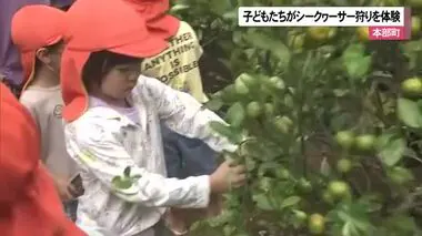 本部町で子どもたちがシークヮーサーの収穫体験