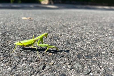 アスファルト上で死ぬカマキリ、寄生虫に操られていた　京大など解明