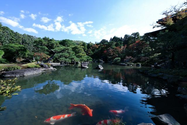 京都の国名勝「對龍山荘庭園」　今秋から一般公開　ニトリHDが所有