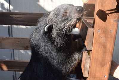 バリカン訓練に励むビントロング　採血で必須　鹿児島の動物公園