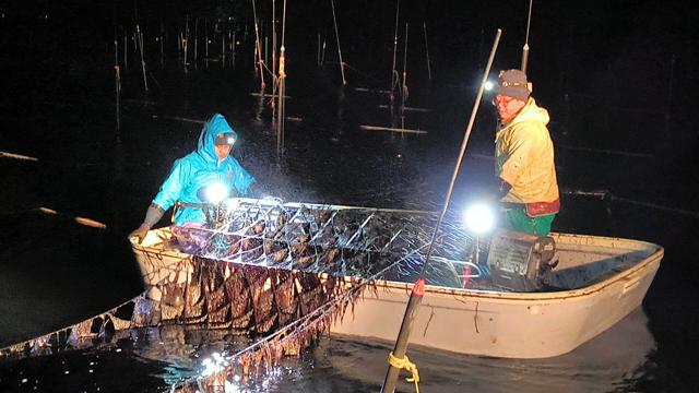 日本一奪還へ　最高級の「一番ノリ」　有明海で摘み取り作業が本格化