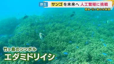 『サンゴの人工繁殖』挑戦する島の小さな水族館　温暖化でピンチのサンゴを地元の子供と育てる