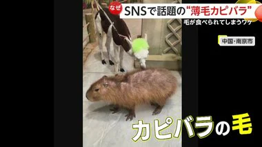 【なぜ】「草と思って食べている？」アルパカがカピバラの体毛をむしゃむしゃ食べ続け…カピバラは薄毛に　専門家「毛ではなく老廃物食べている」　中国