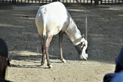 繁殖のためアラビアオリックスお引っ越し　福岡市動物園から横浜へ