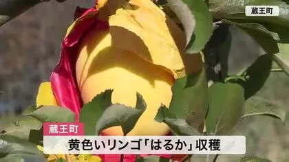 黄色いリンゴ「蔵王はるか」収穫始まる 例年より大きくて甘いリンゴに〈宮城・蔵王町〉