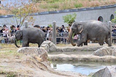 「ぞうさんいた！」　園児も歓声　福岡市動物園のアジアゾウ一般公開