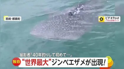 【独自】振り向けば“世界最大の魚”ジンベエザメが…！「40年釣りをしていて初めて」船に接近…釣りエサ狙いか　宮崎・都農町