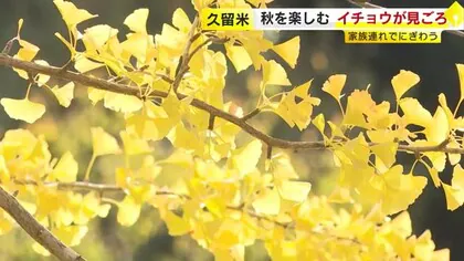 色づいたイチョウが見ごろに　大勢の家族連れでにぎわう　猛暑などで例年より遅く　久留米市の石橋文化センター　福岡