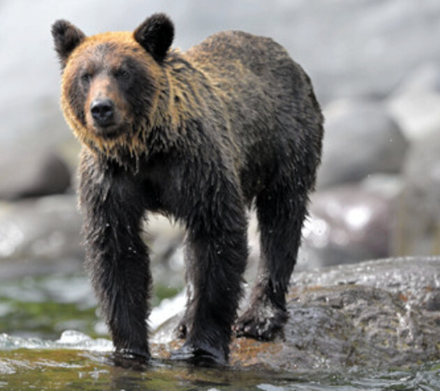 ヒグマ捕獲1804頭　前年度の2倍で過去最多　ドングリ不作影響か