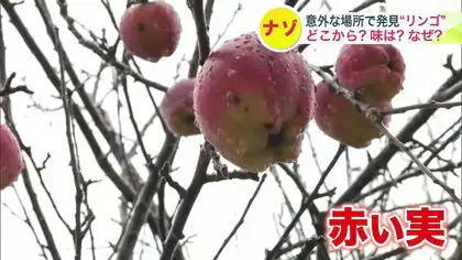 本土最東端の地で『謎のリンゴ』…7～8年前から実がつき始め「今年になって急に大きくなった」 “真冬の根室市”で何が起きている？一体どこから？ 北海道