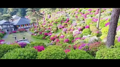 【圧巻】ドローンで見せる1万3000本の満開の花　見頃を迎えた“花の寺”塩船観音寺のつつじ